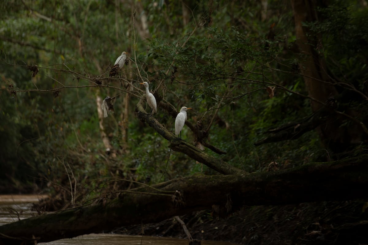 Embalse en Río Indio obligaría a incorporar corredores biológicos