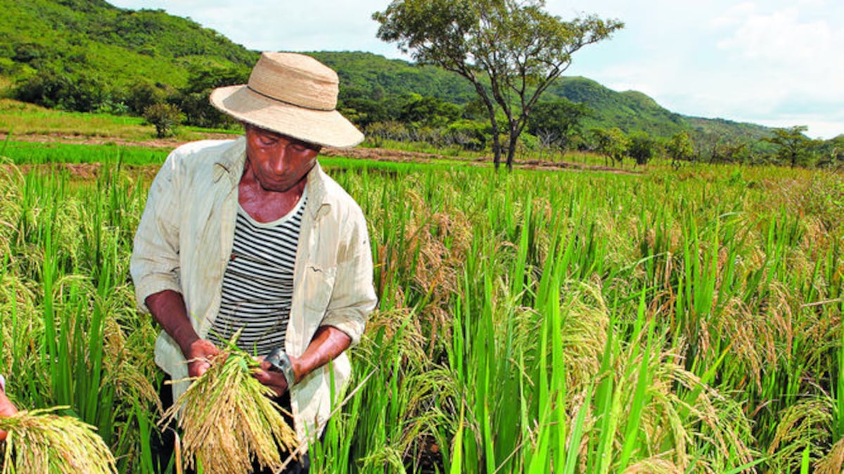 Le meten billete al arroz: plan busca producir más en Panamá