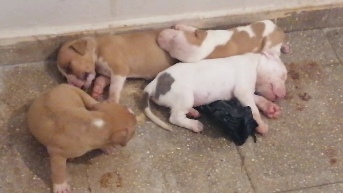 Rescatan a perrita y sus cachorros en condiciones deplorables en La Chorrera