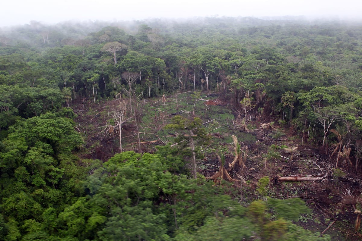 Veraguas, Panamá y Darién las provincias que han perdido bosques