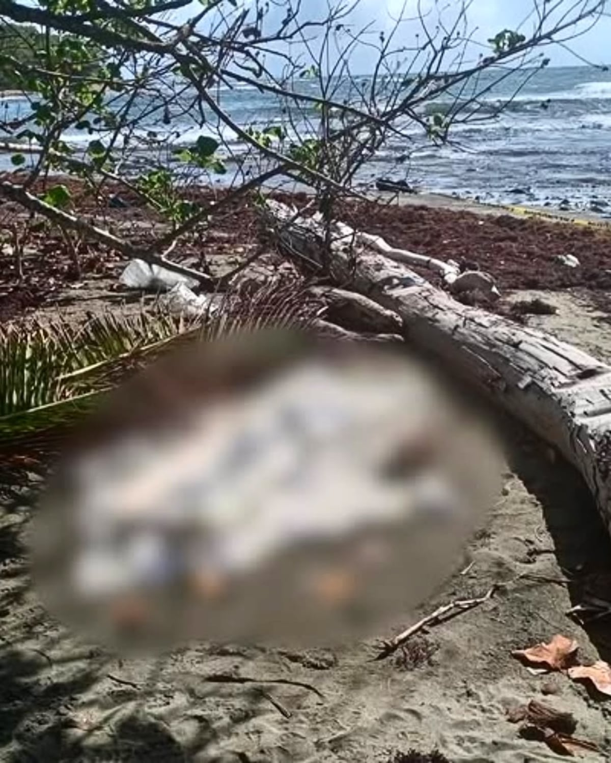 LO ÚLTIMO: Macabro hallazgo en playa de Colón: Lo hallan con un disparo en la cabeza