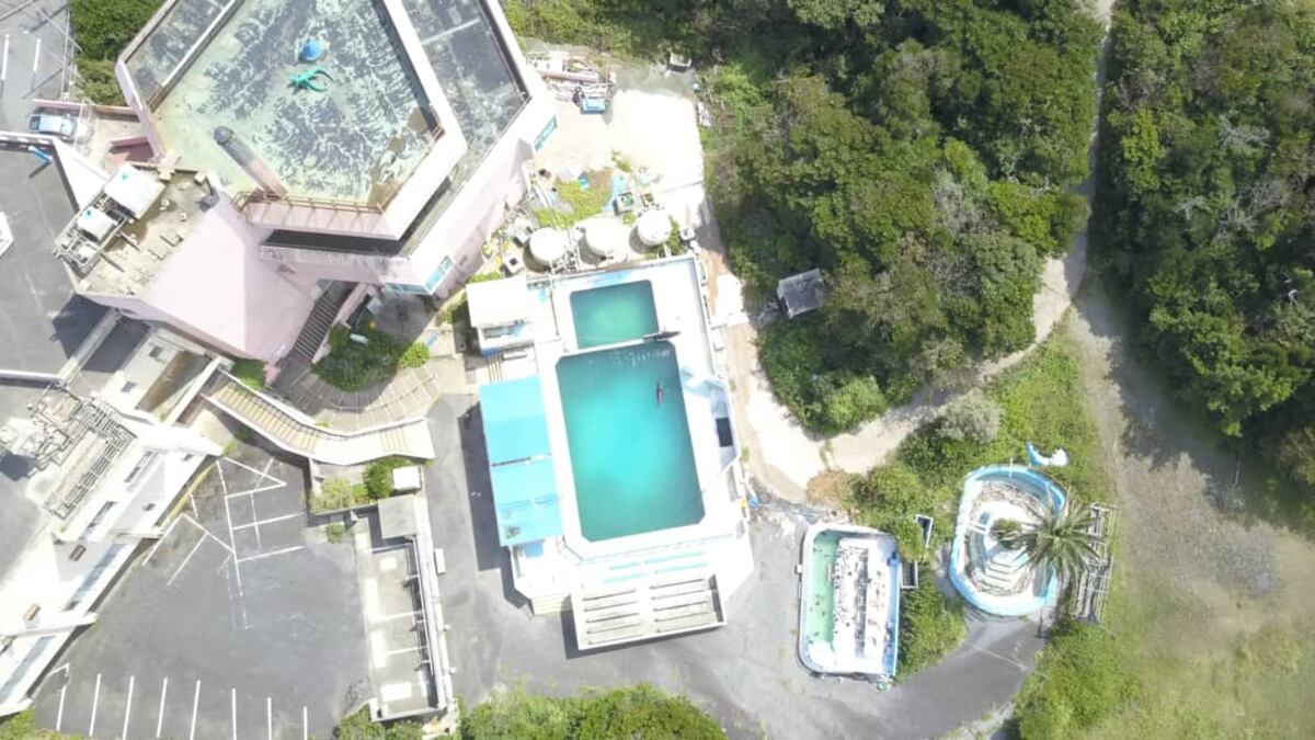 Ante el cierre de acuario abandonan a delfín y pingüinos en alberca