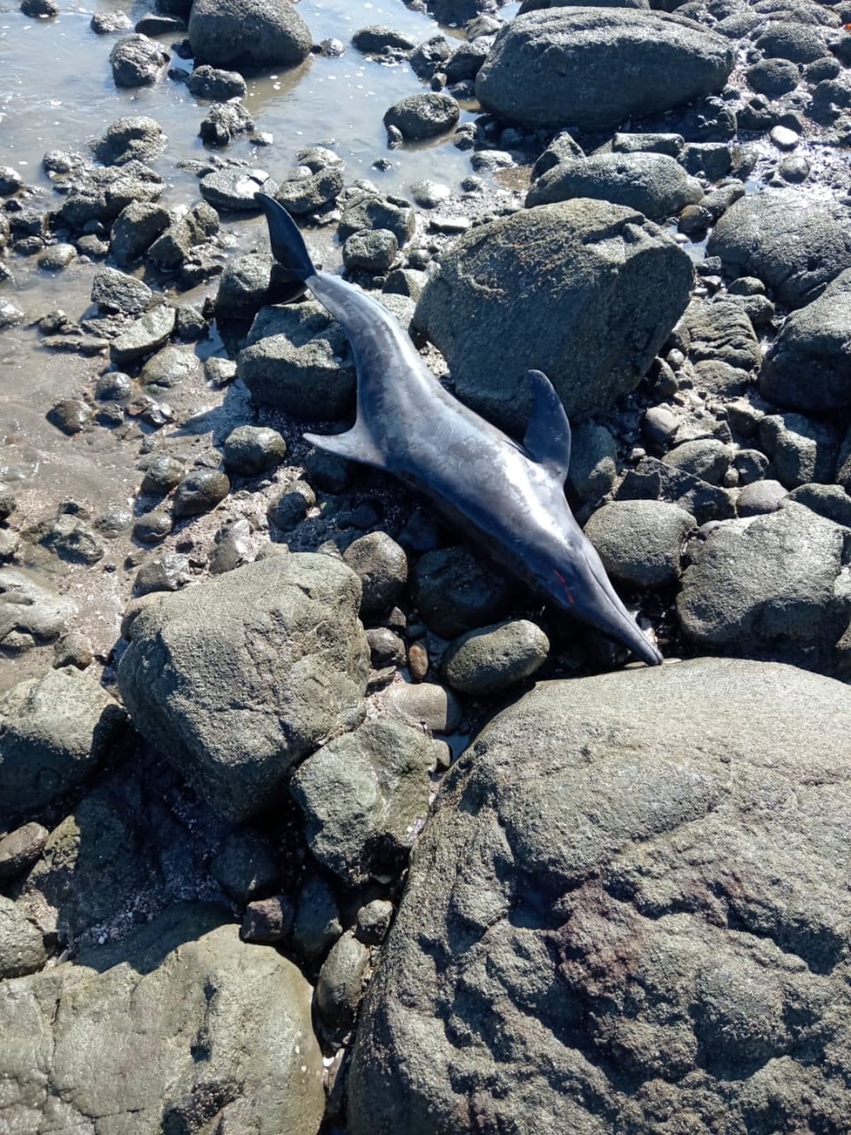 Rescate inesperado: cuatro delfines quedan varados y vecinos actúan primero