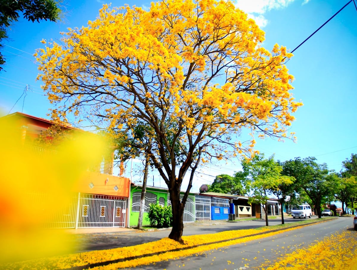 El Guayacán Amarillo: Un símbolo del inicio del verano en Panamá