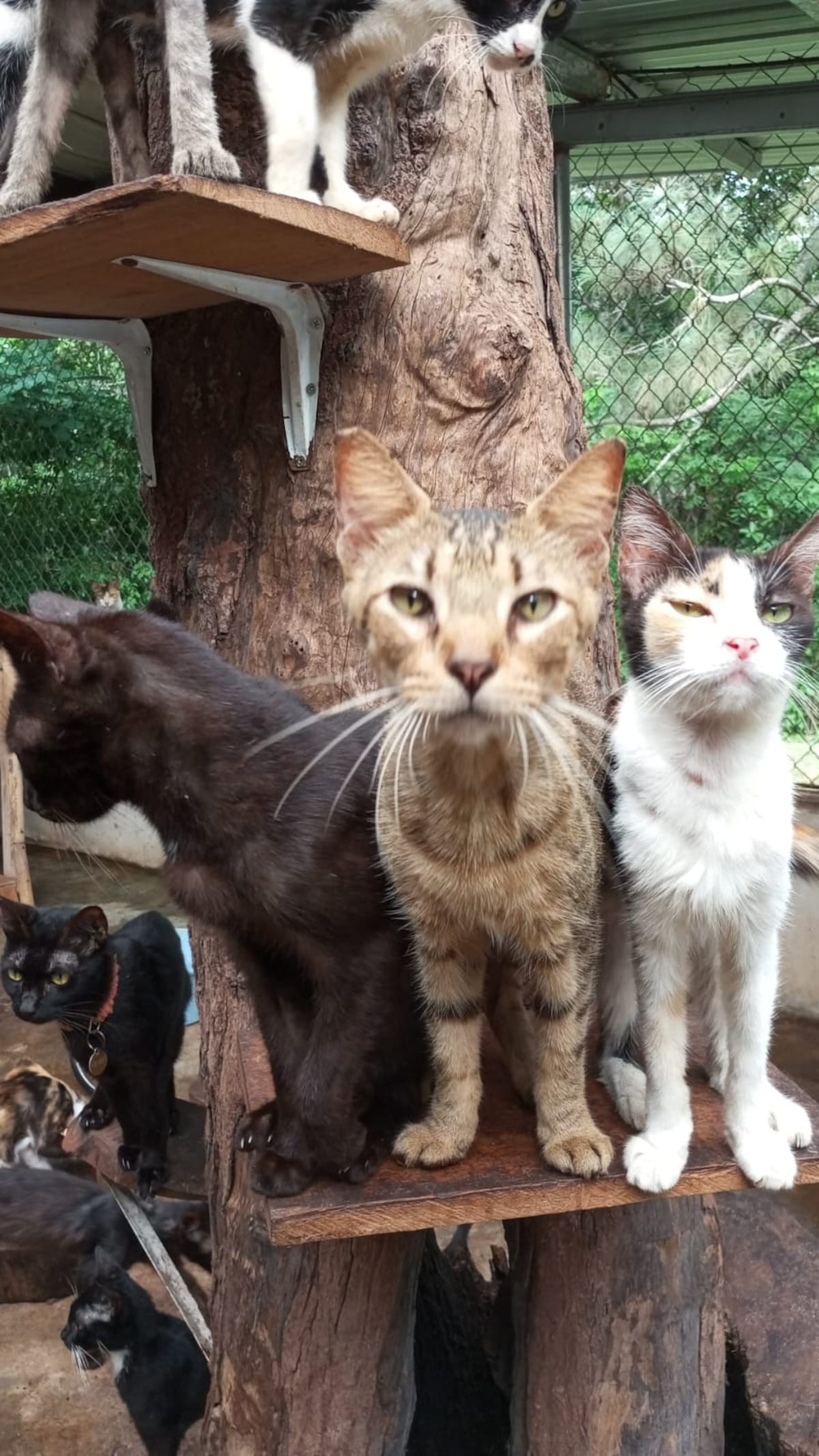 El ‘albergue’ donde los gatos maullaban de miedo: denuncian rituales satánicos y sacrificios nocturnos en Catolina Fundación. Dos colombianas detenidas