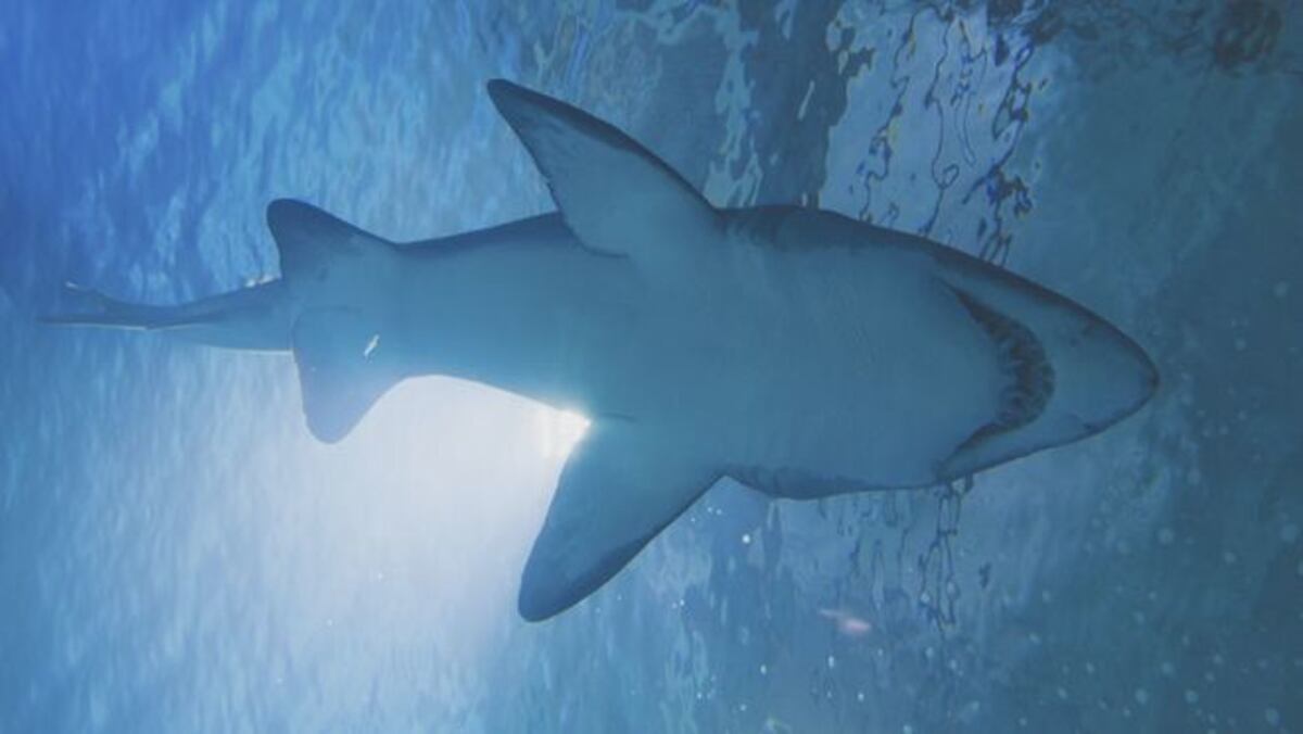 VIDEO: Una mujer cae a un tanque de tiburones cuando iban a ser alimentados