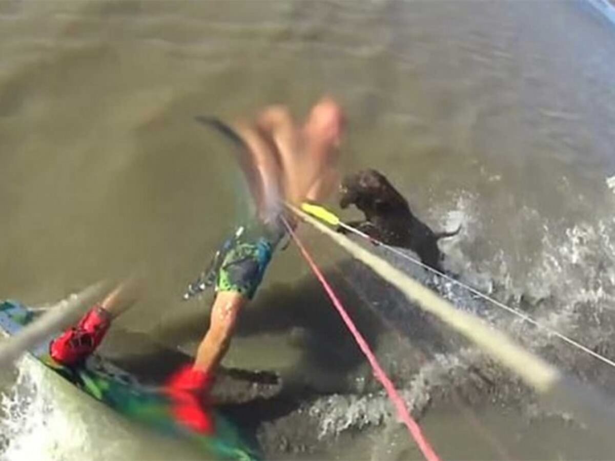 Pitbull sorprende a surfista y le desgarra un brazo