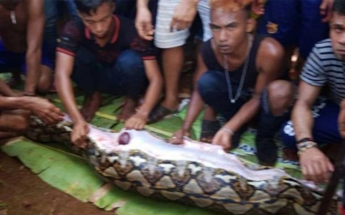 ¡De terror!: Una mujer es devorada por una pitón gigante VIDEO +18