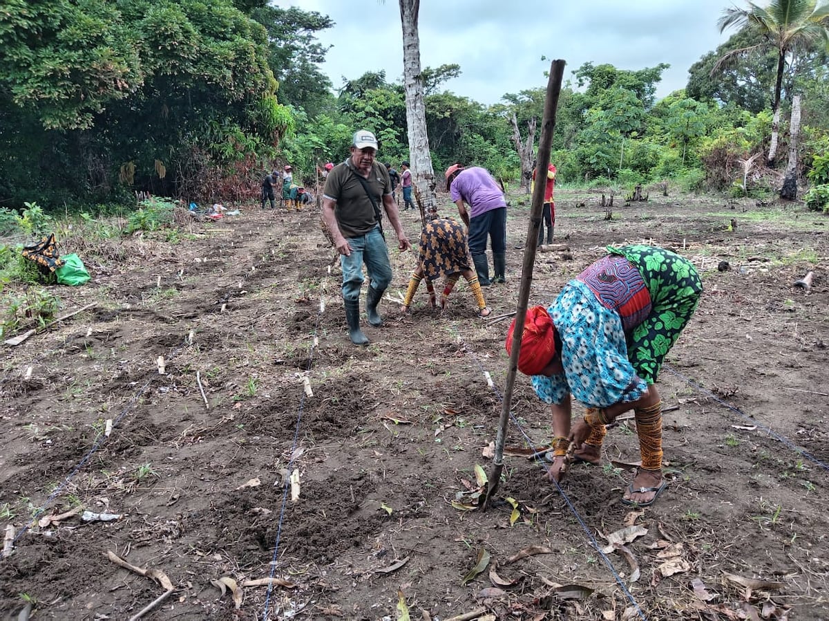 Asociación de productoras en Guna Yala con el respaldo del MIDA hacen siembra de yuca y granos en Río Tigre, Colón