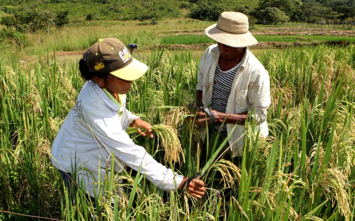 Extienden subsidio a productores de arroz y refuerzan mecanismos de control y supervisión