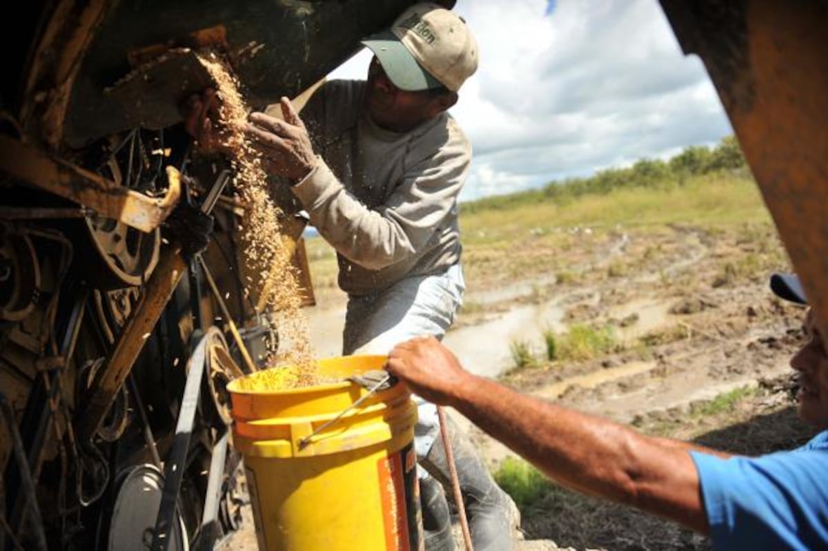 Panamá no importará arroz para el Programa Panamá Solidario