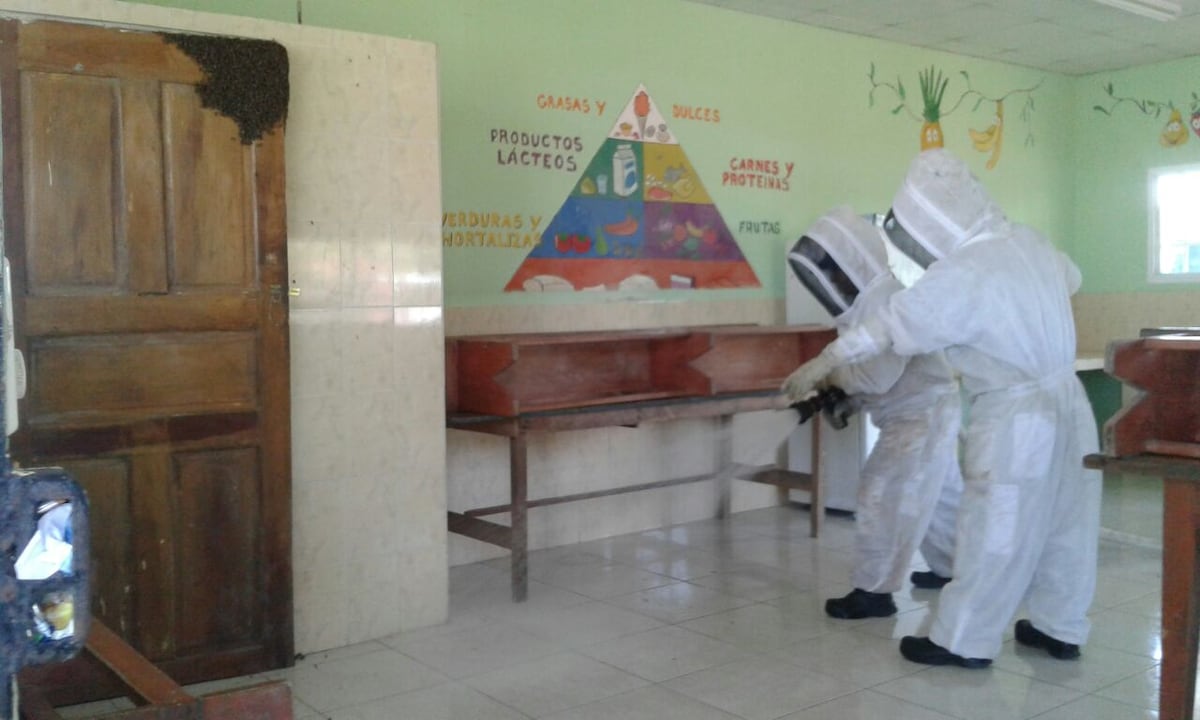 ¿Sabes que hacer ante un ataque de abejas africanizadas?