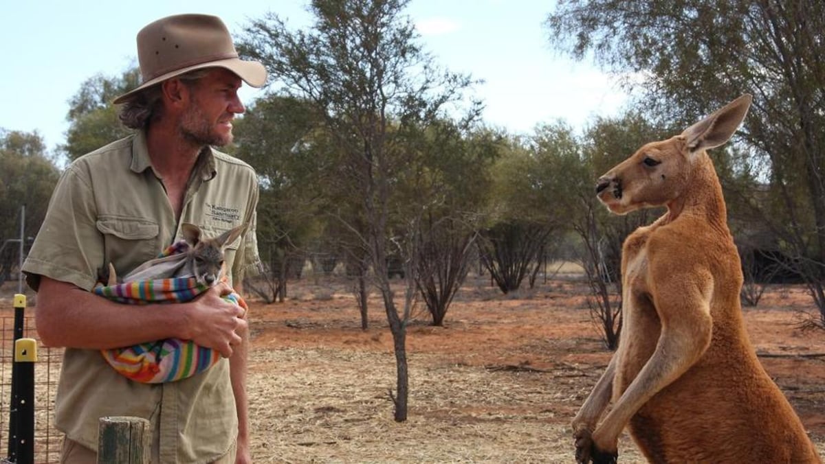Muere 'Roger' el canguro musculoso que se hizo famoso en las redes sociales