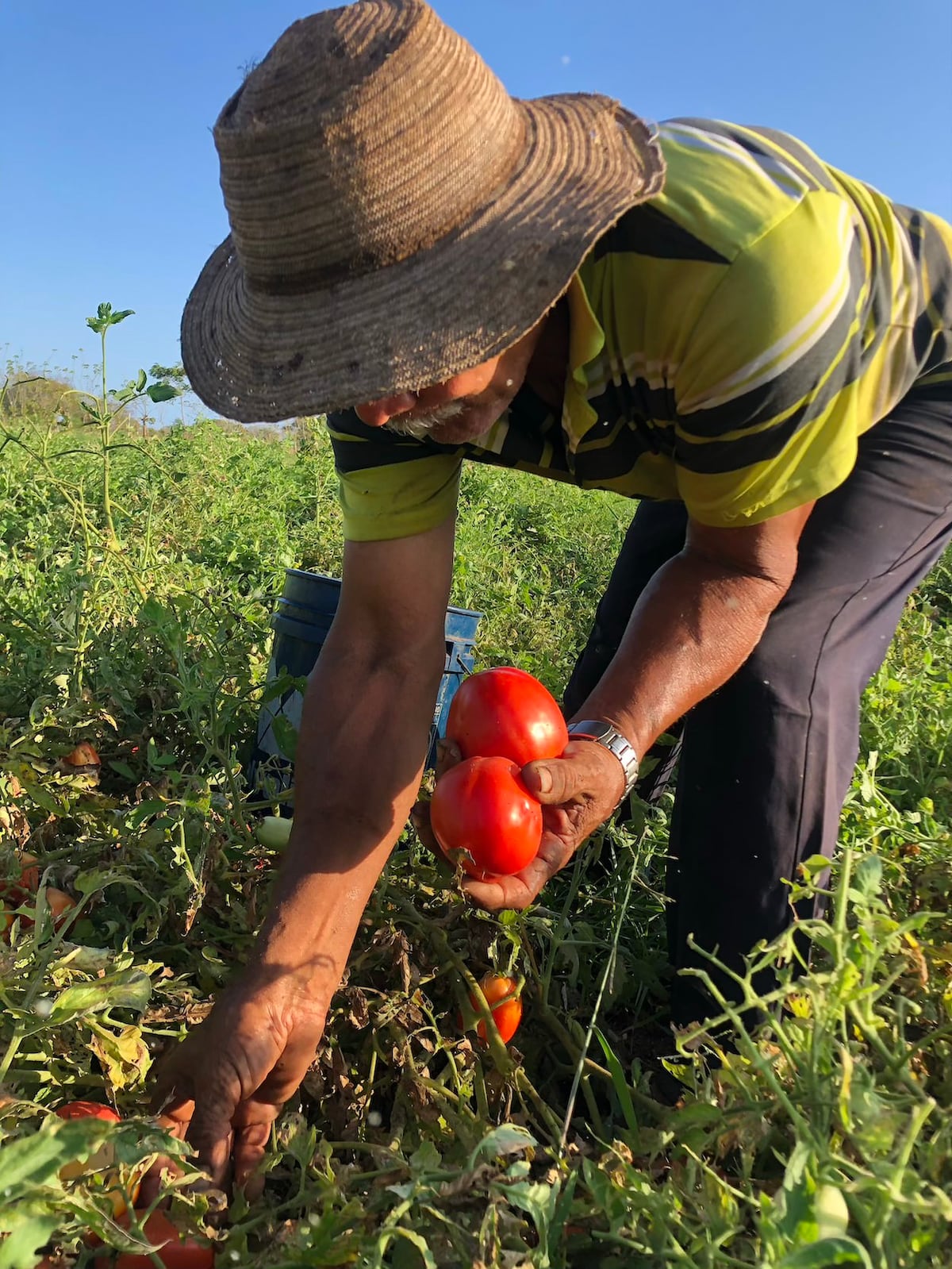 Plan Panamá Solidario en cifras. Gobierno Nacional ha destinado más de 543 millones en bolsas y bonos