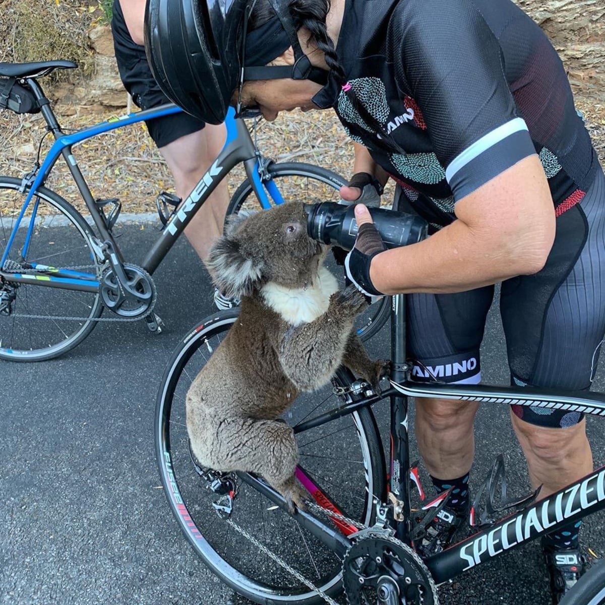 Viral: Koala detiene a ciclistas en medio de la carretera para pedirles agua