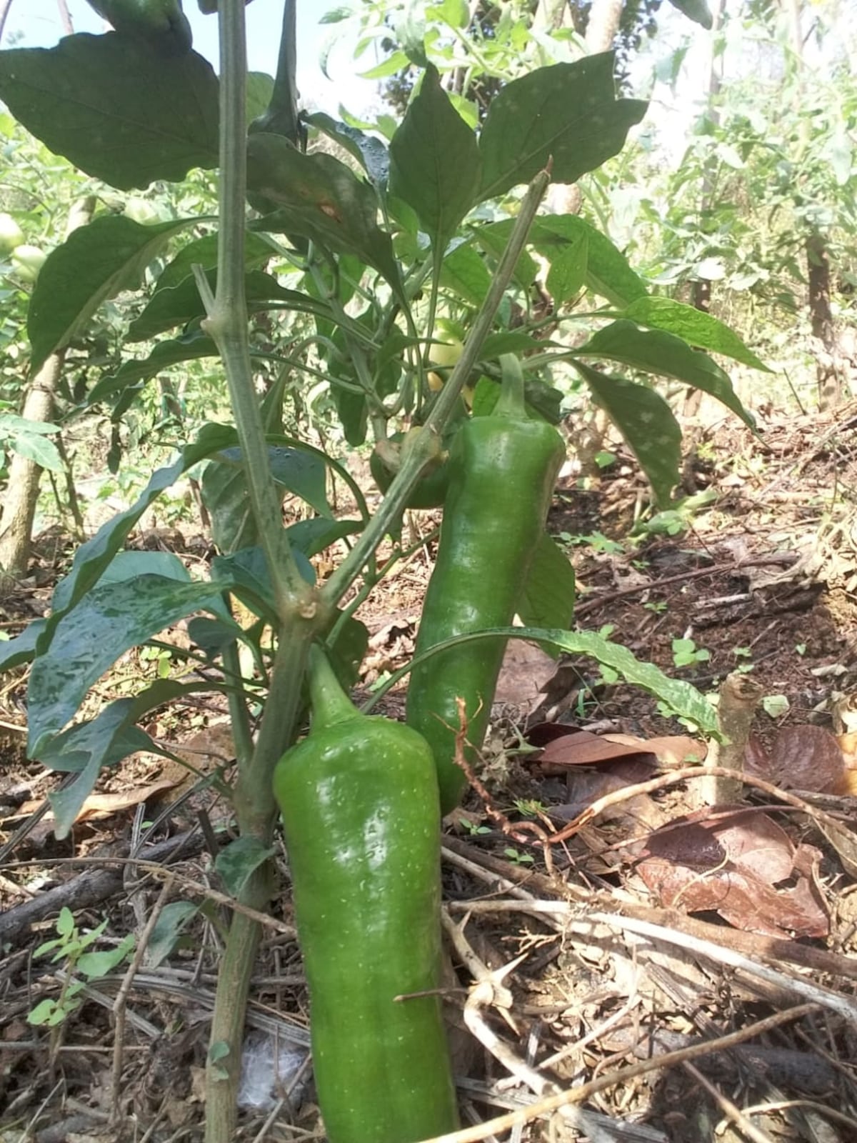 En Limón de Campana familias emprenden para subsistir ante la crisis por Covid-19