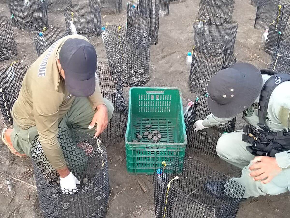 Miles de tortugas lora nacen en Isla Cañas, Los Santos