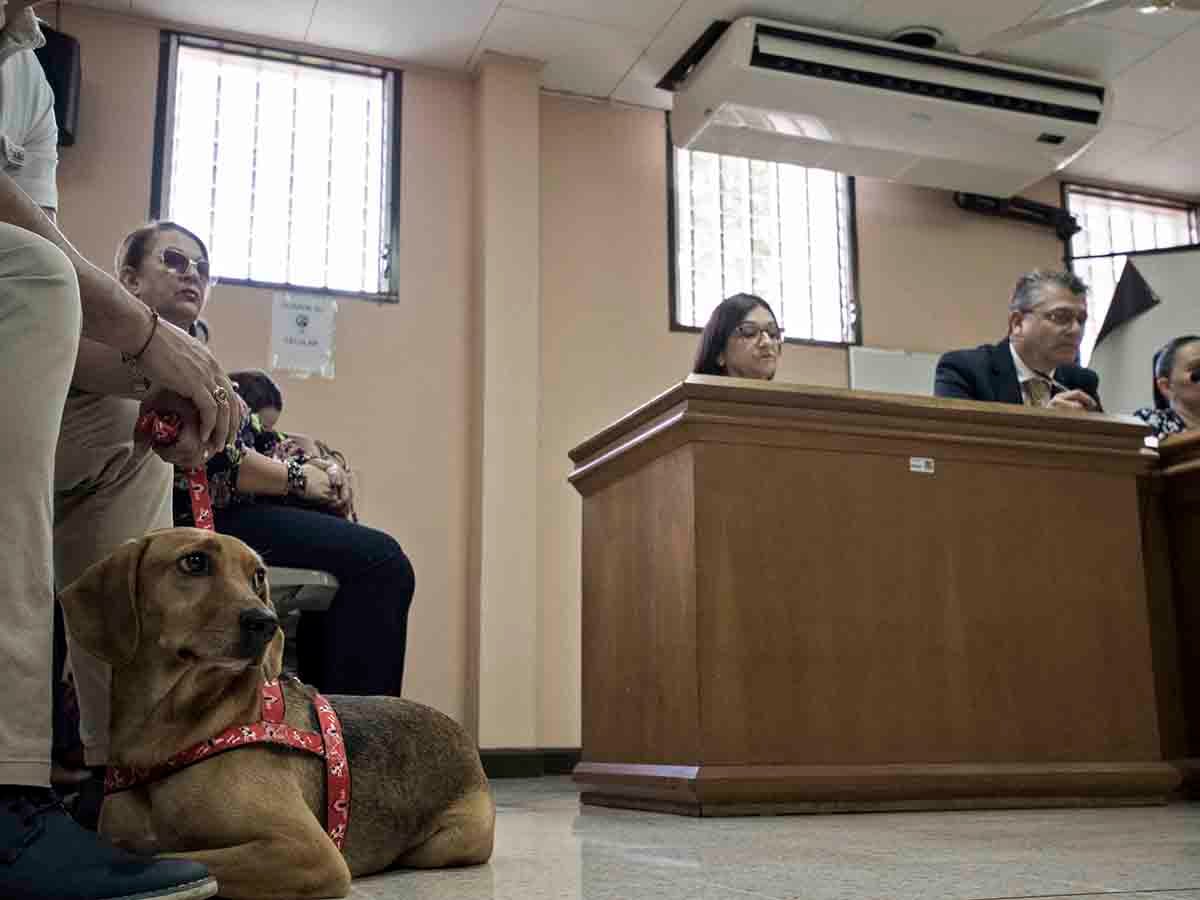 Perrito pierde juicio contra exdueña acusada de maltrato