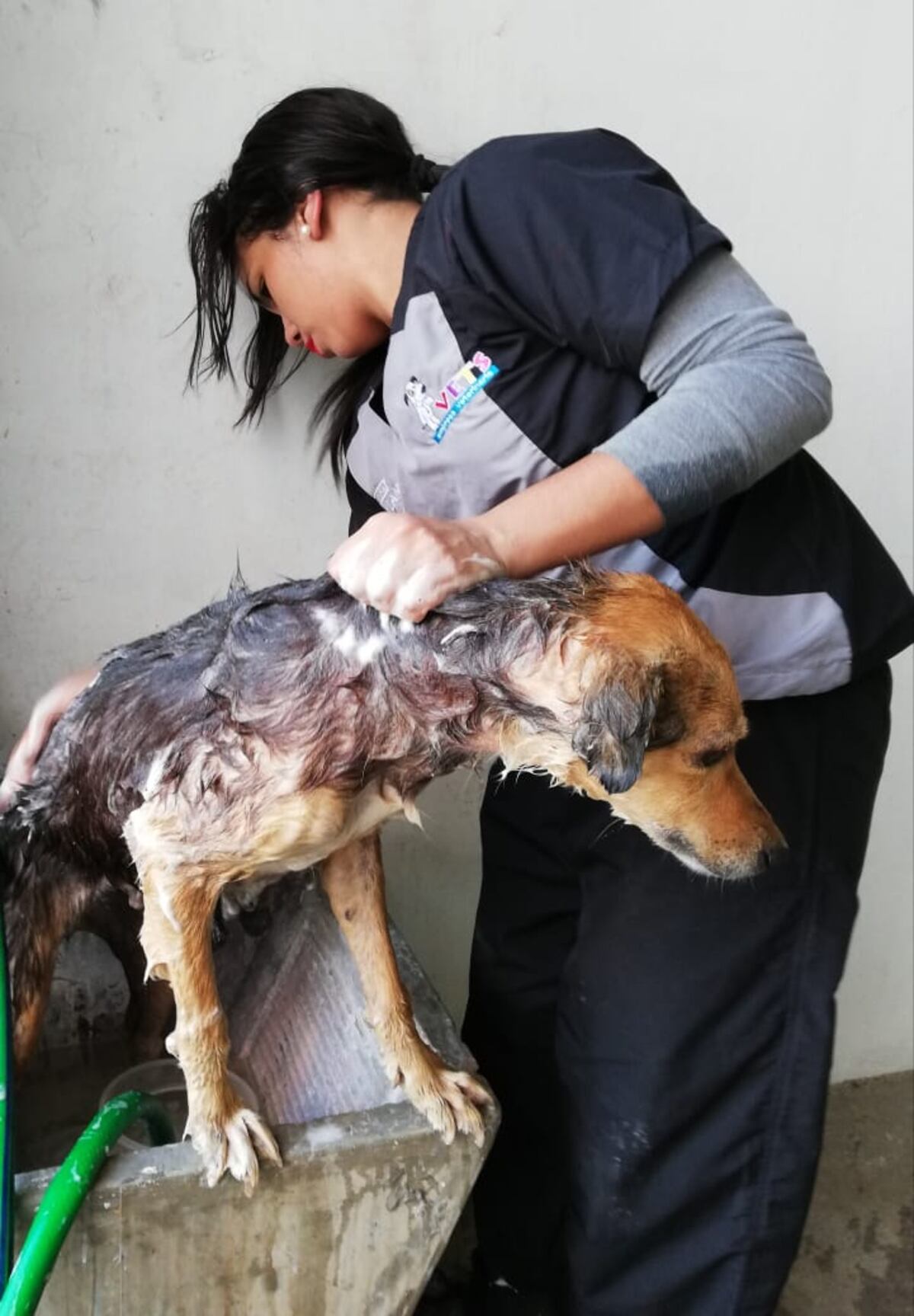 Firulay, la perra más famosa del Rod Carew, ahora tiene una nueva vida