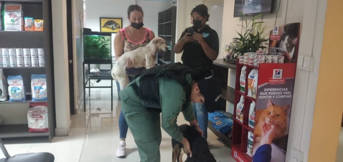 Ay, no. Acuchillan a dos perros en Alcalde Díaz