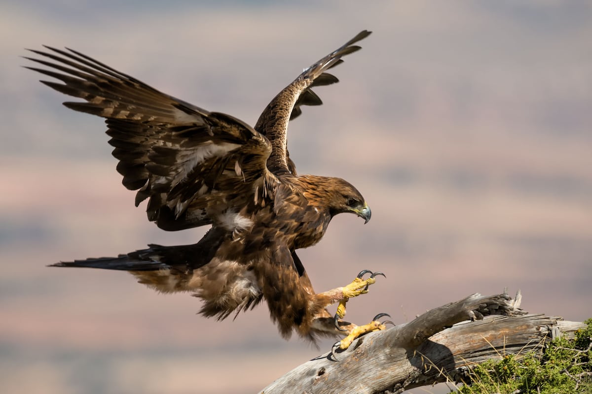 Águila real hiere a niña y casi se la lleva durante festival de cetrería