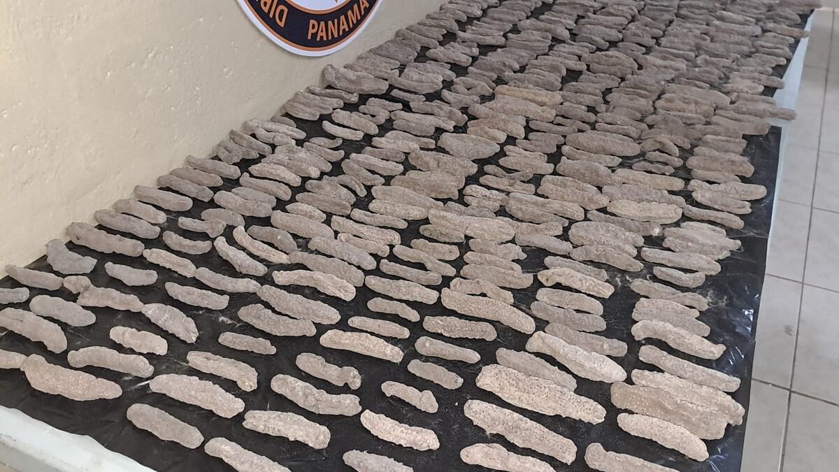 Inusual carga: Pepinos de mar disecados sorprenden en operativo de Aduanas en Chiriquí