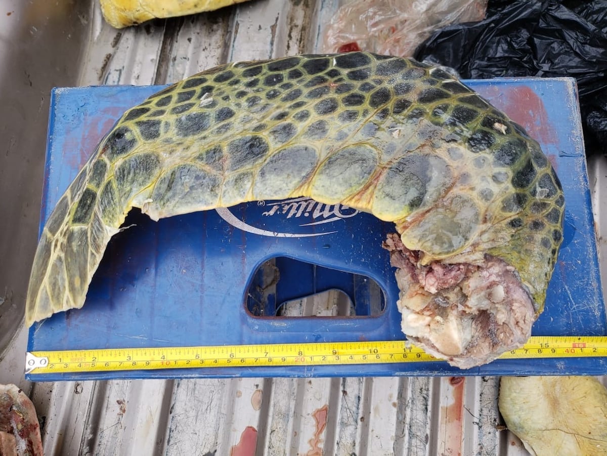 Aumenta el consumo de tortugas en medio de la pandemia de la covid-19 en Panamá