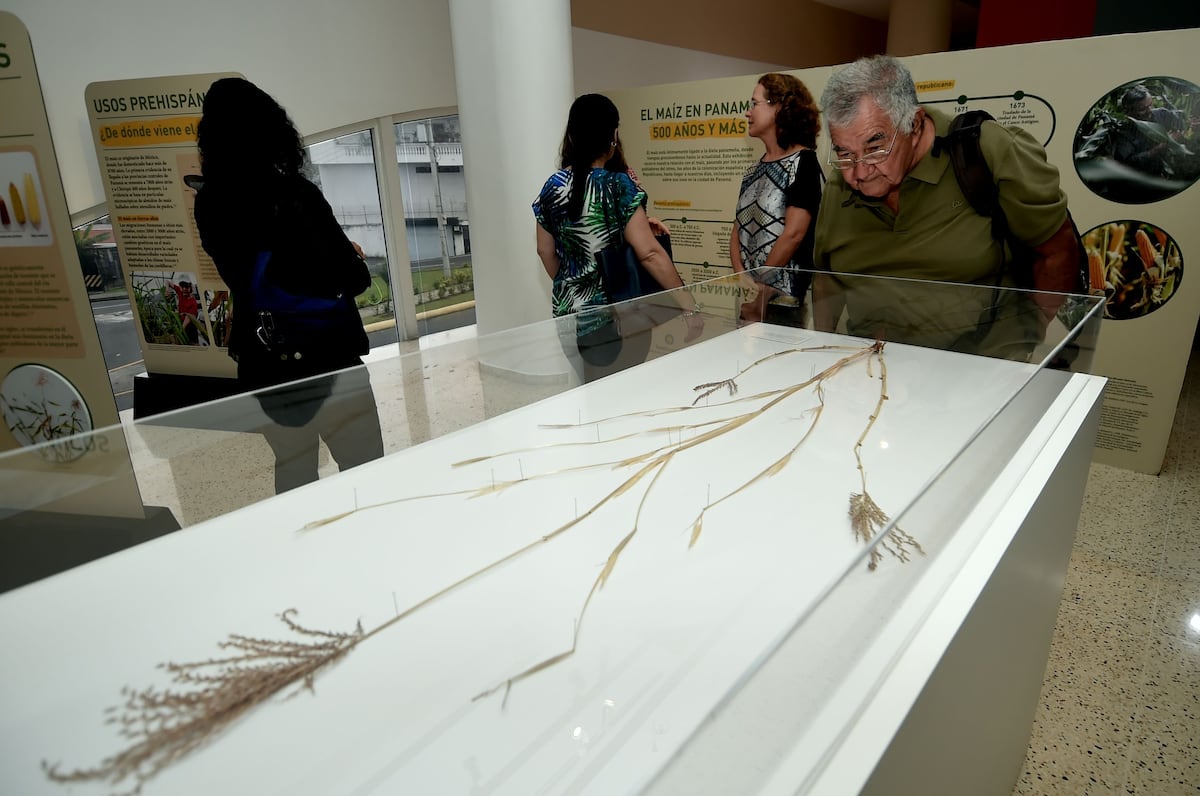 Exposición ‘El Maíz en Panamá’ : 500 años y Más