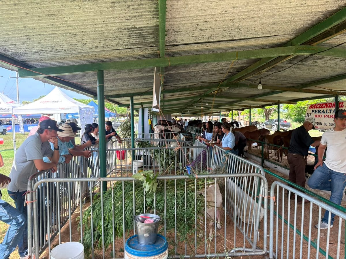 Arranca la Feria Nacional del Concurso Lechero con ordeño, juzgamientos y concurso de queso