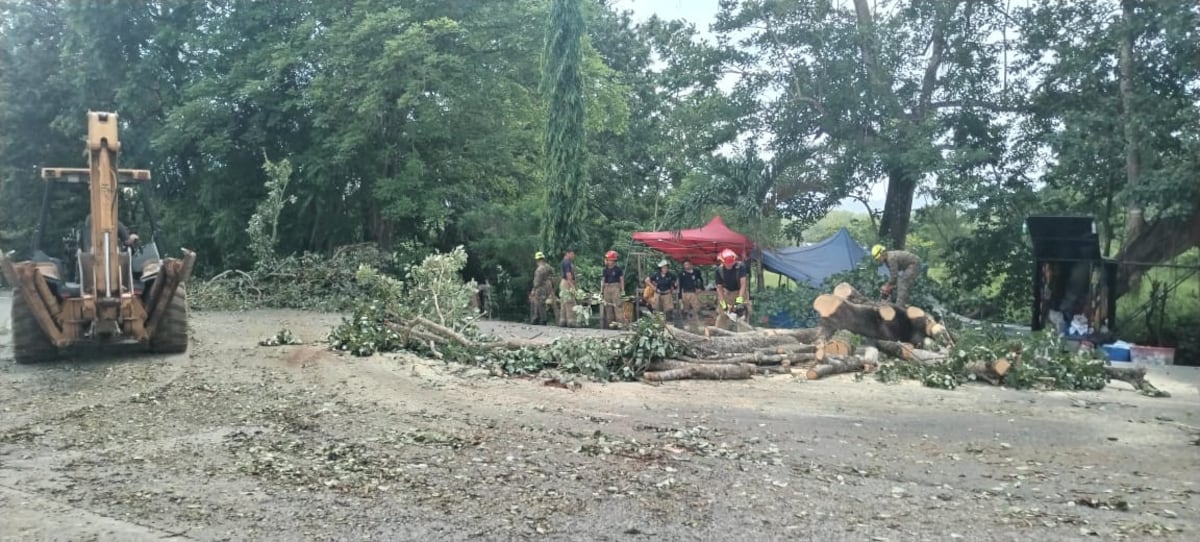 Árbol gigante cae sobre puesto de legumbres en Chepo y casi provoca tragedia en la Vía Panamericana