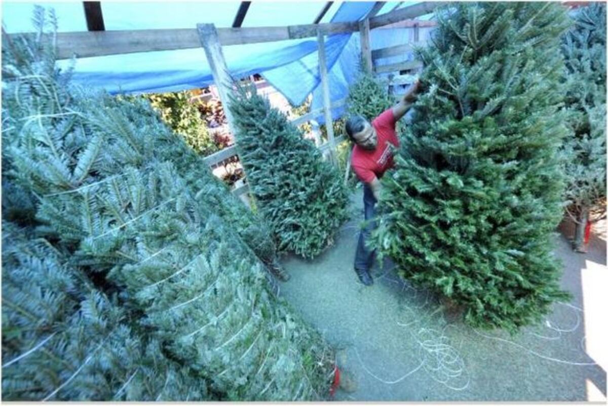 Llegan los primeros arbolitos de Navidad. Verifican que vengan libres de covid-19