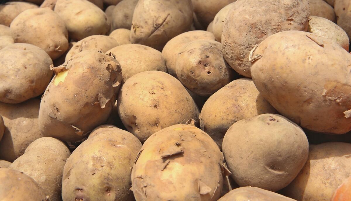 Para que no haya desabasto, MIDA importa 9 mil quintales de cebolla