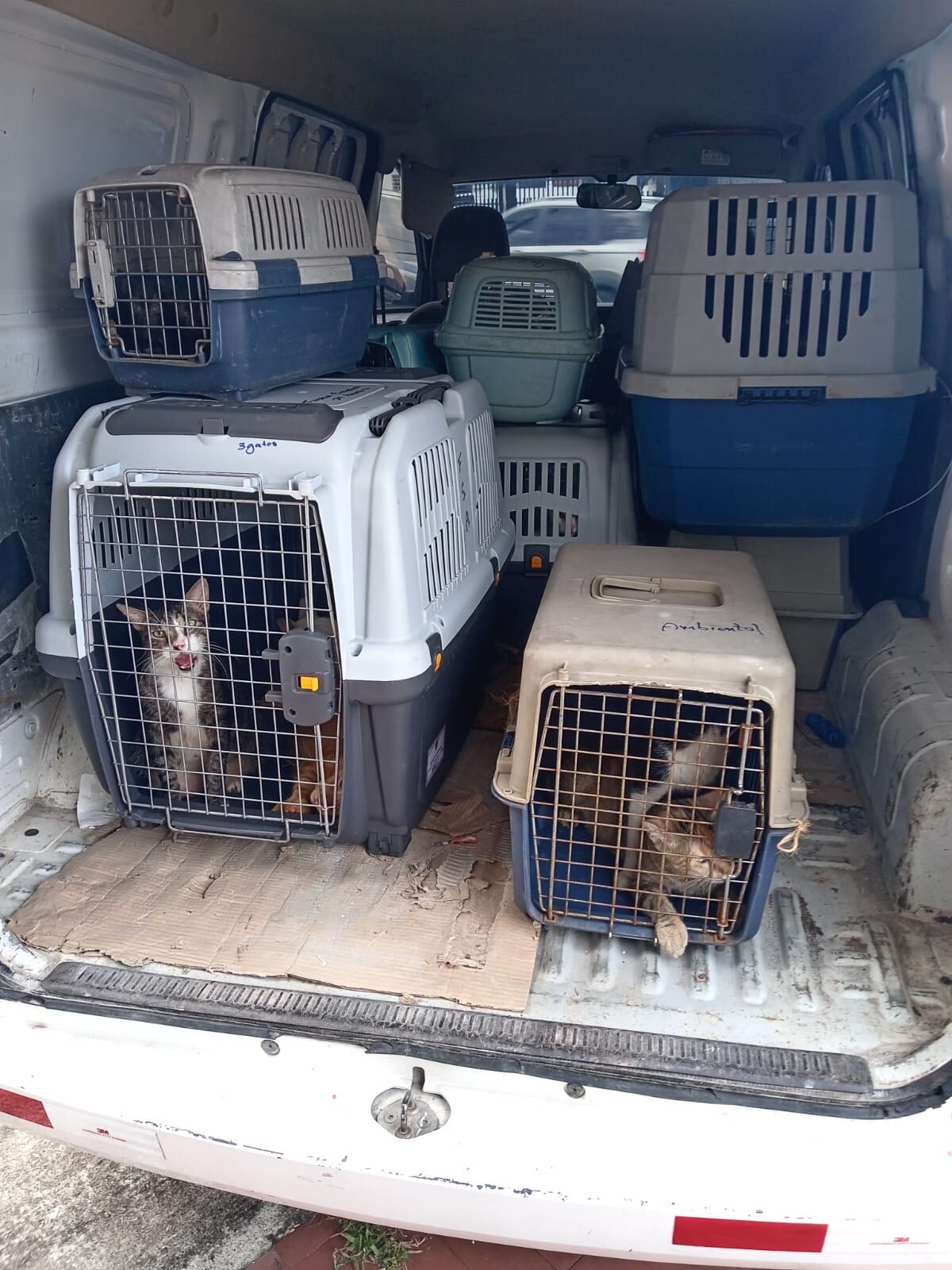 El ‘albergue’ donde los gatos maullaban de miedo: denuncian rituales satánicos y sacrificios nocturnos en Catolina Fundación. Dos colombianas detenidas