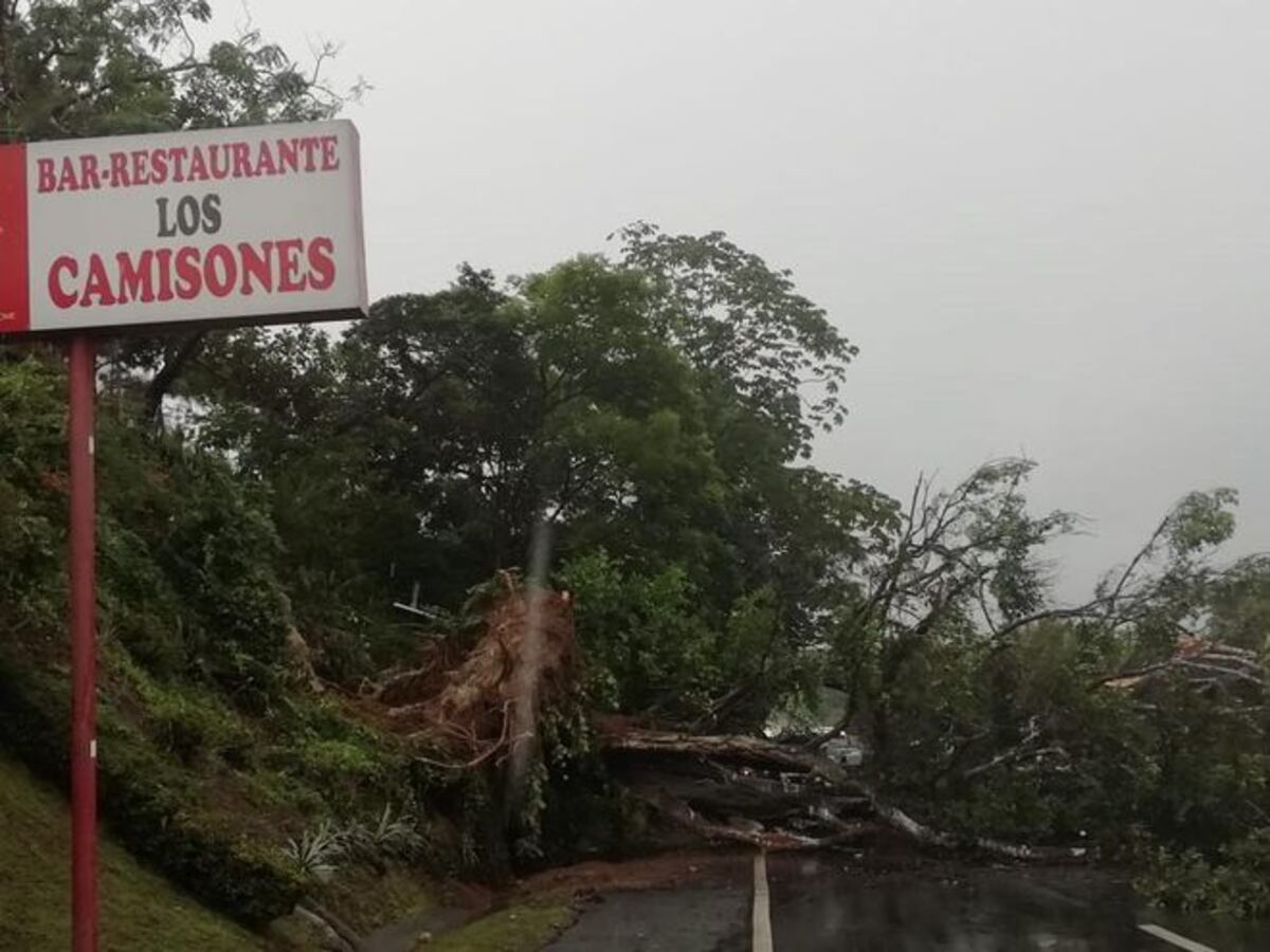 Árbol de gran tamaño colapsa en la vía Interamericana. El tranque fue descomunal