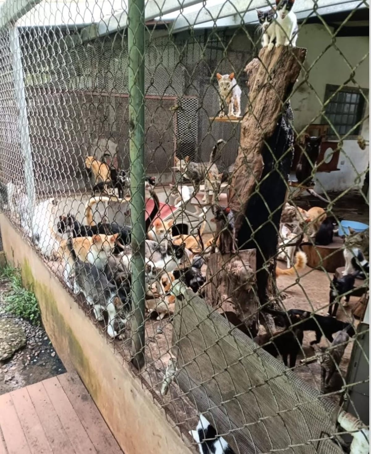 El ‘albergue’ donde los gatos maullaban de miedo: denuncian rituales satánicos y sacrificios nocturnos en Catolina Fundación. Dos colombianas detenidas