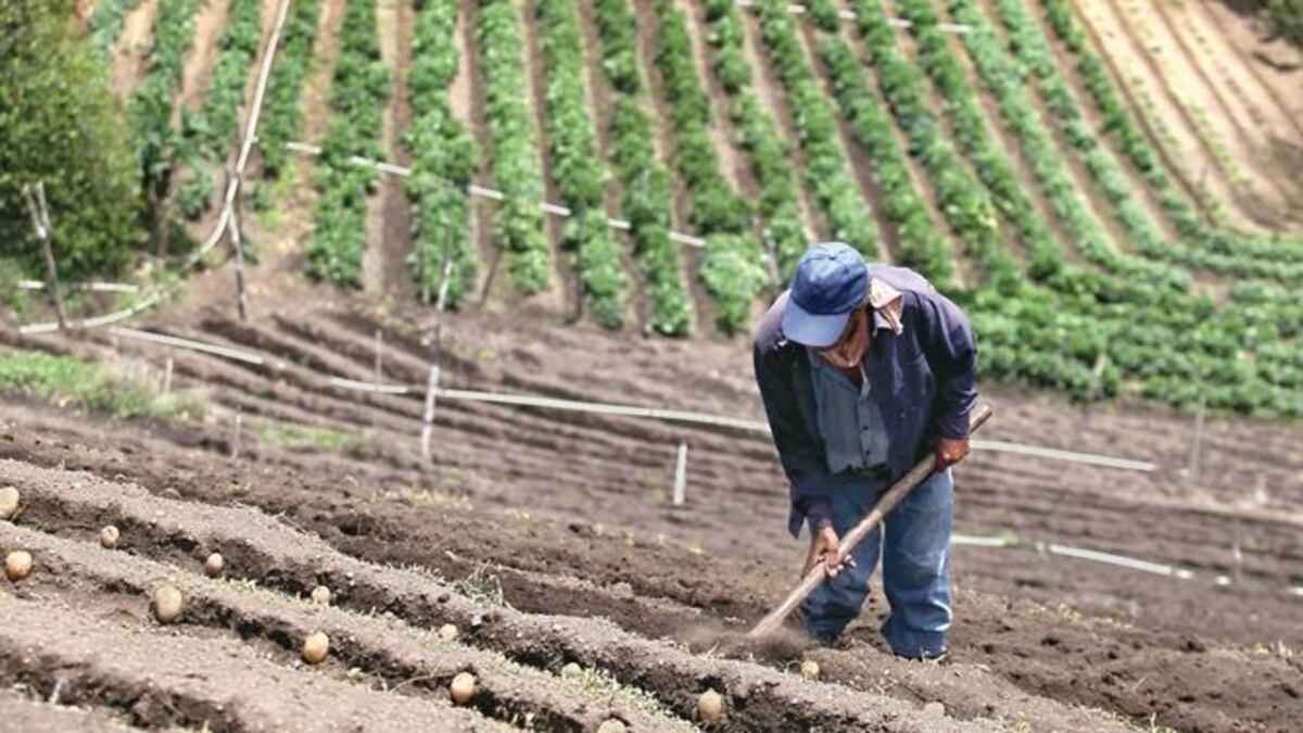 El MIDA logra partida millonaria para pagar incentivos  a los productores
