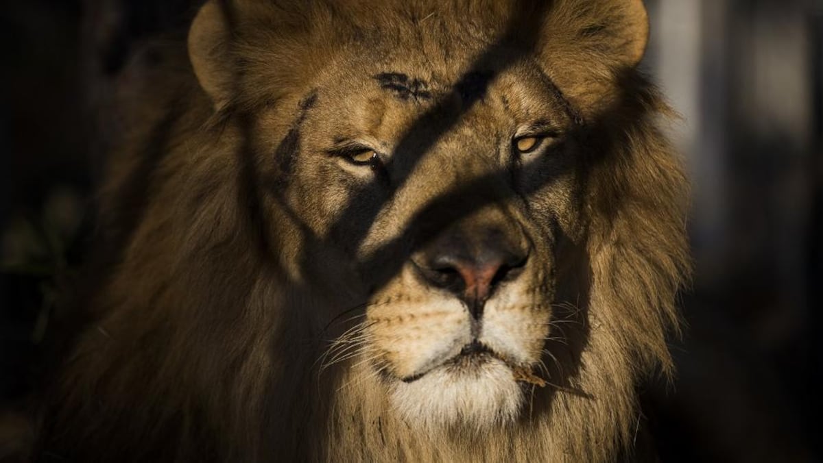 ​​​​​​​Un presunto cazador furtivo muere en Sudáfrica aplastado por un elefante