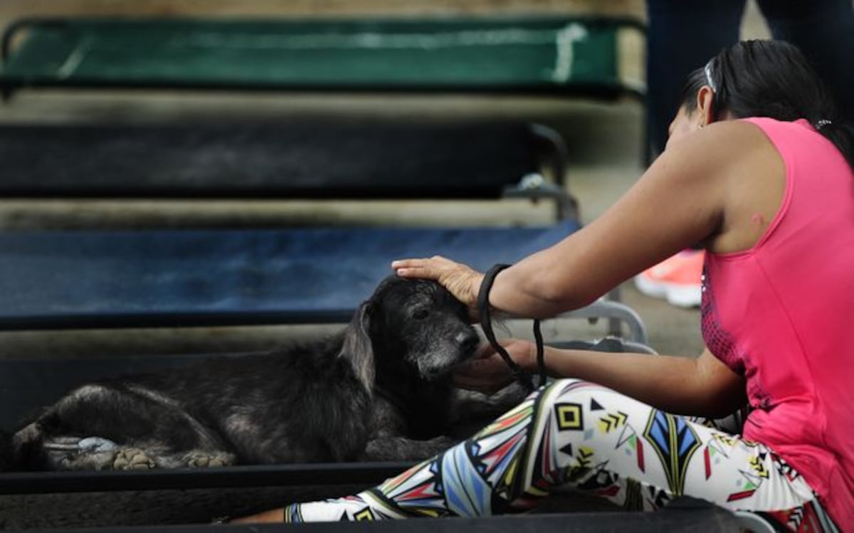 A bajo costo: Realizarán jornada de esterilización este sábado 