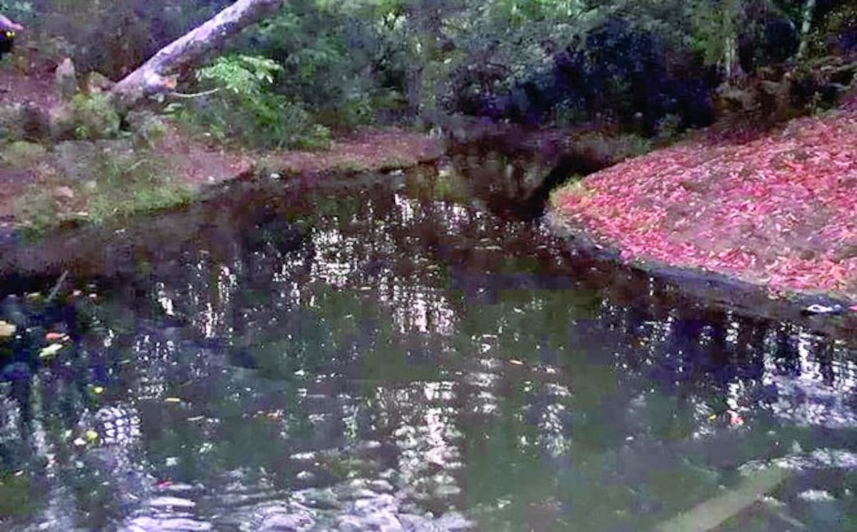 Tragedia: Intentaba salvar a su hijo de 11 años y ambos terminaron ahogados 