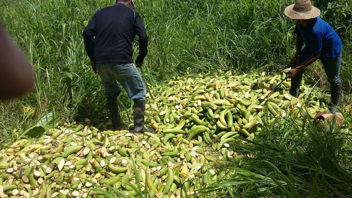 ¡Ups, ni pa' la tajada! Destruyen 9 mil plátanos 