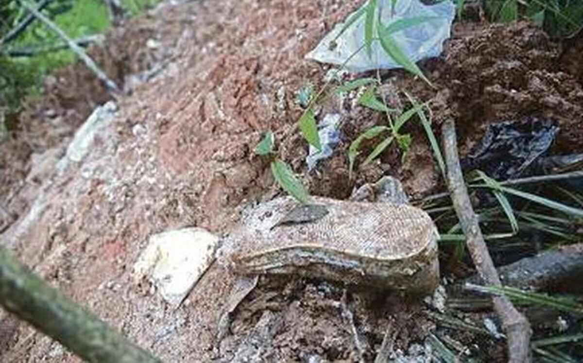 CRUEL. Homicidas tomaron pintas antes de asesinar a 6 y enterrarlos en Pedregal