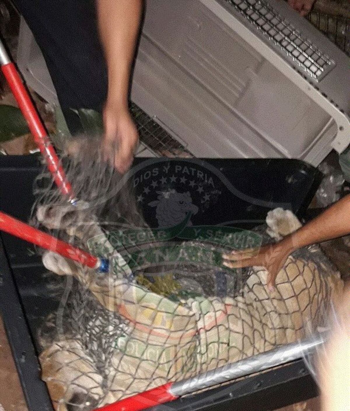 ¡Ay, madre! Puma se metió en residencia en Alcalde Díaz. Autoridades lo rescatan