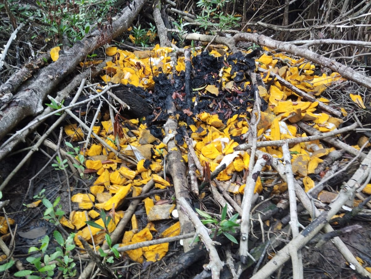 Golpes al crimen: dos caletos con fusiles, pistolas y presunta droga caen en Coclé y Pedregal