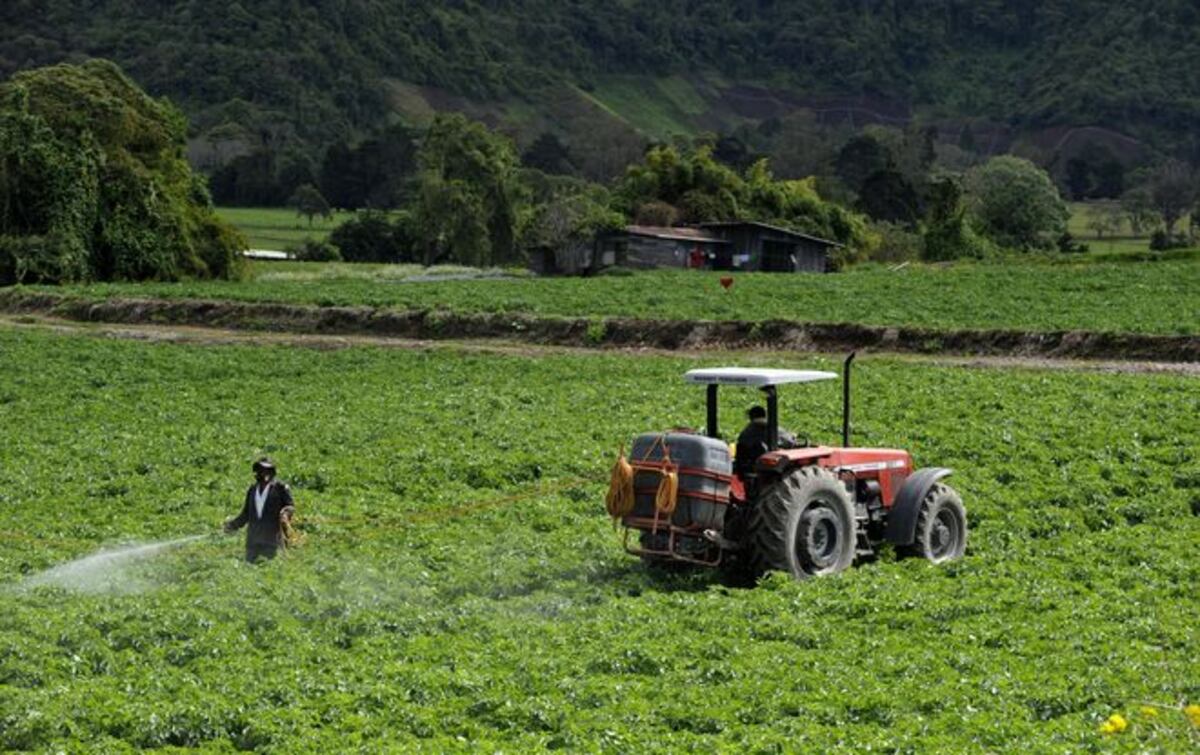 Estudiantes se preparan para olimpiadas agropecuarias en septiembre