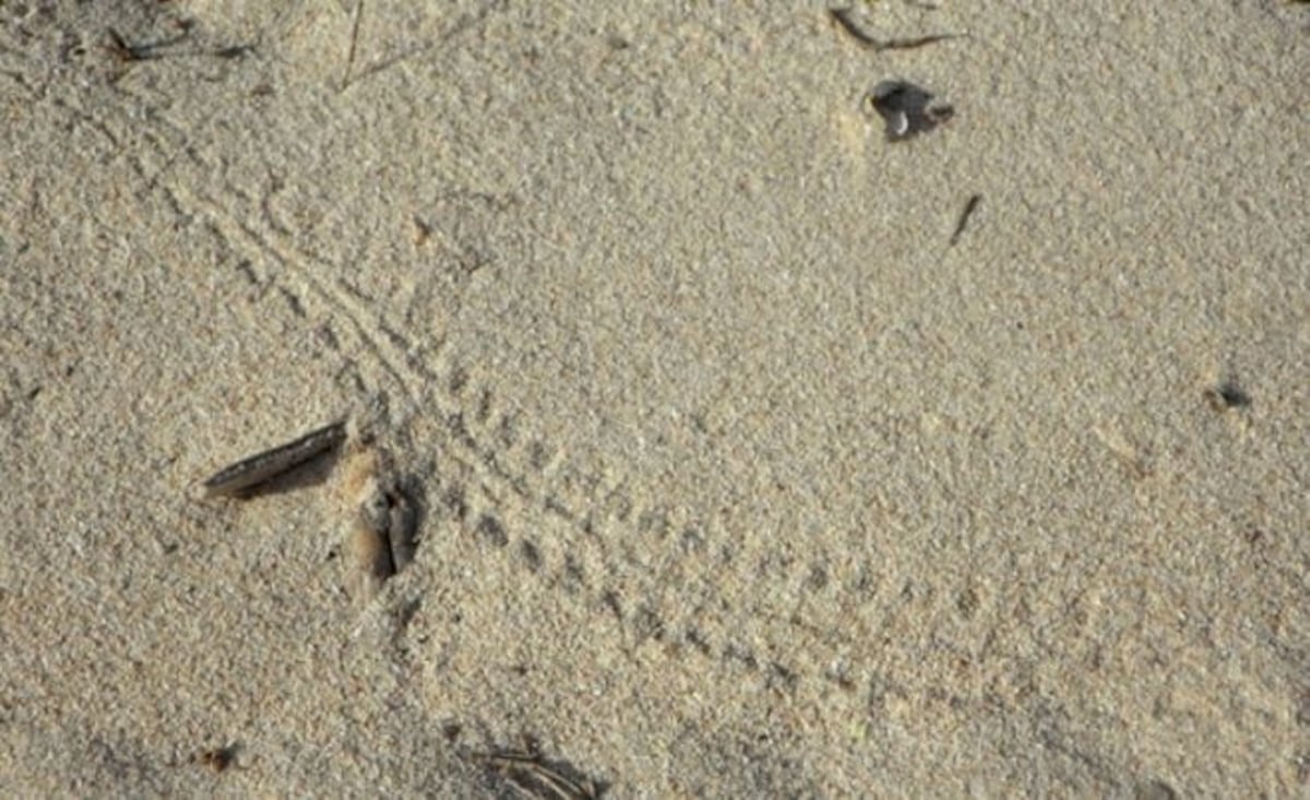Encuentran las huellas más antiguas del planeta, que cambiaron la Tierra