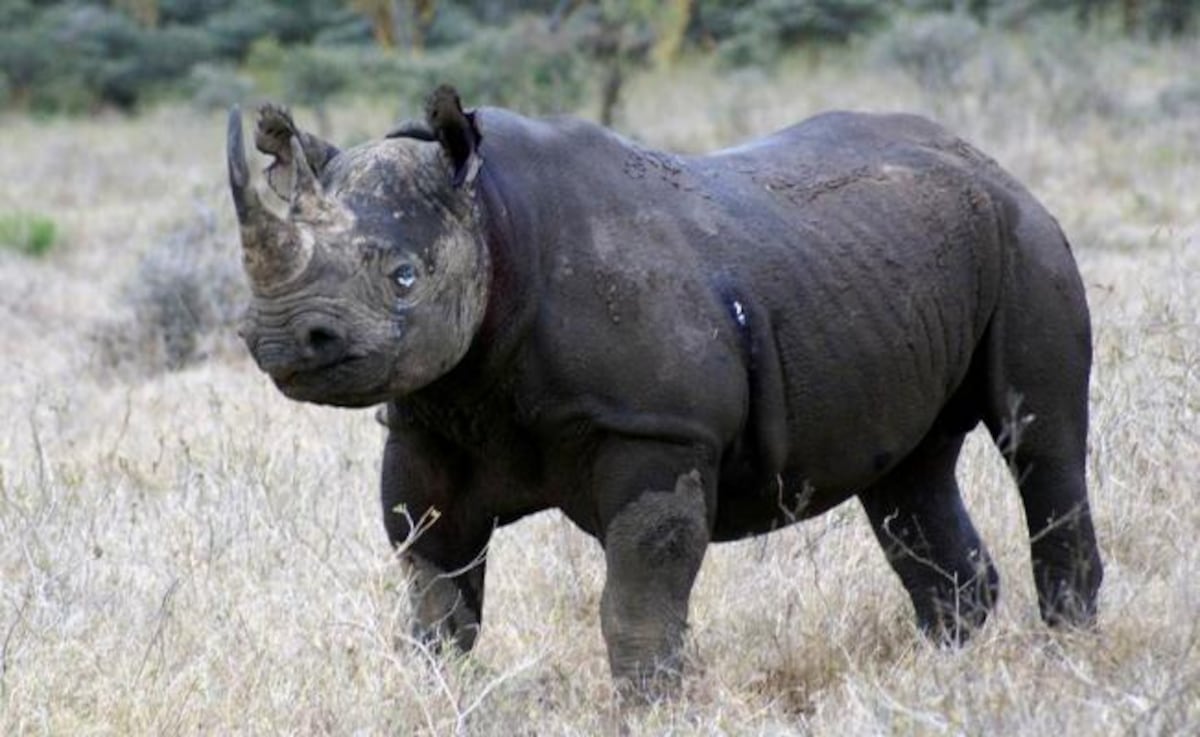 Muere el último rinoceronte negro al ser trasladado