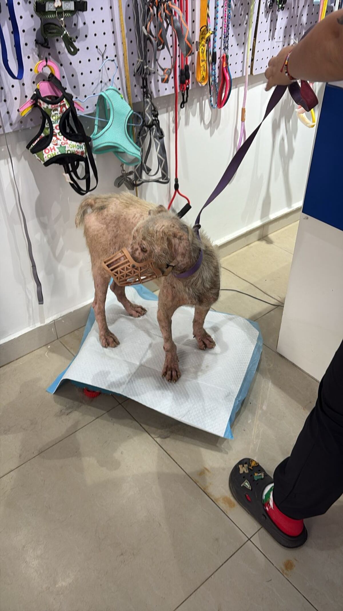 Rescatan a perrito maltratado en taller de San Miguelito