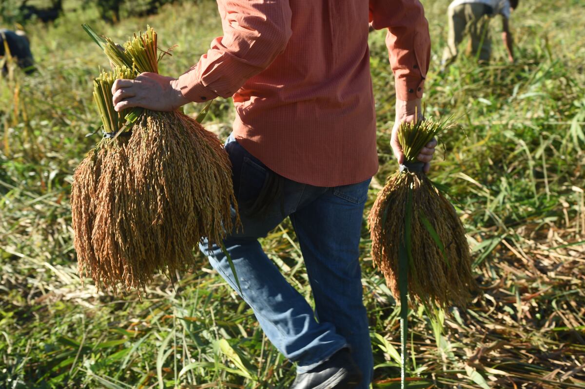 La corta de arroz, una tradición de nuestra campiña 