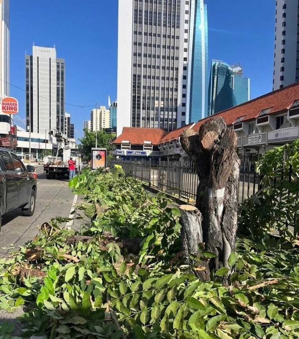 Polémica en Marbella por la tala de árboles crea ronchas en redes: ‘El oro de Panamá decían’