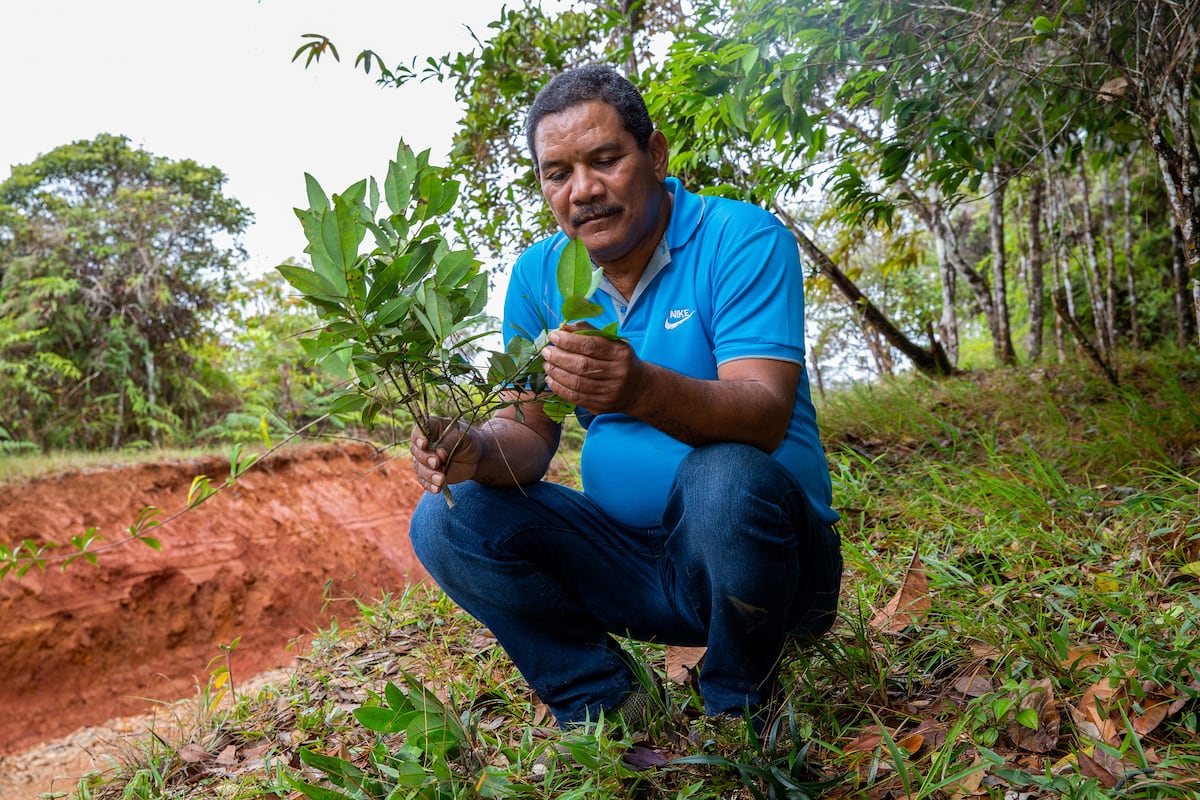 Descubren nuevo árbol en Panamá… y ya está en peligro crítico